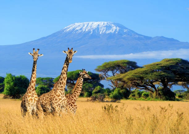 africa-1